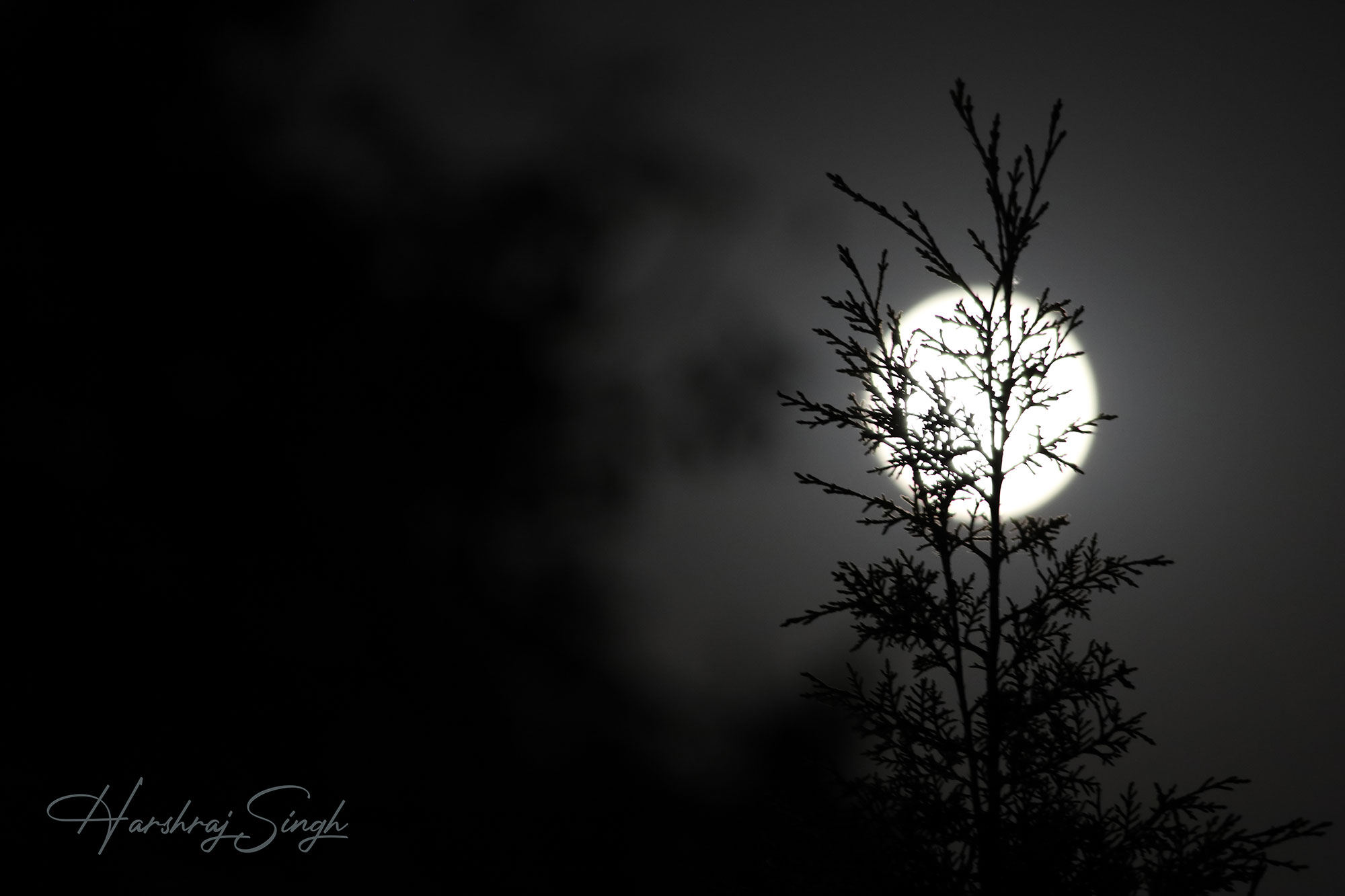 Moon behind the tree